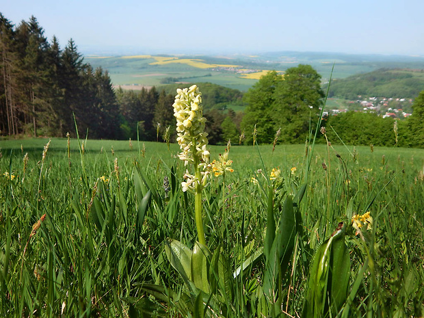 vstavač bledý Orchis pallens L.