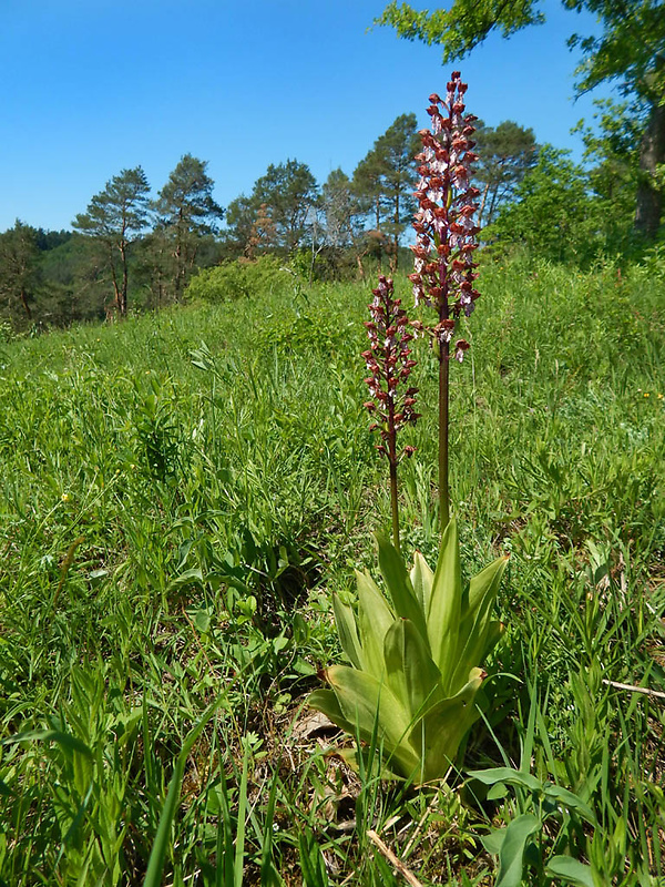 vstavač purpurový Orchis purpurea Huds.