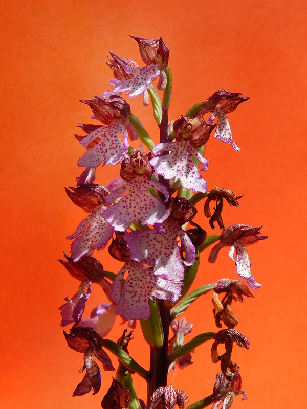 vstavač purpurový Orchis purpurea Huds.