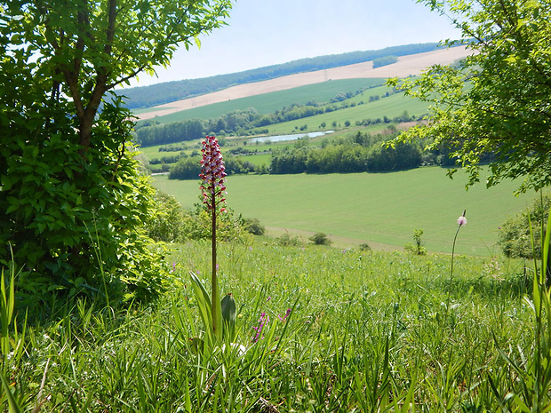 vstavač purpurový Orchis purpurea Huds.