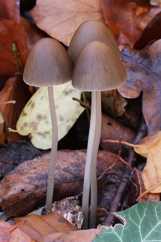 drobuľka veľká Parasola conopilus (Fr.) Örstadius & E. Larss.