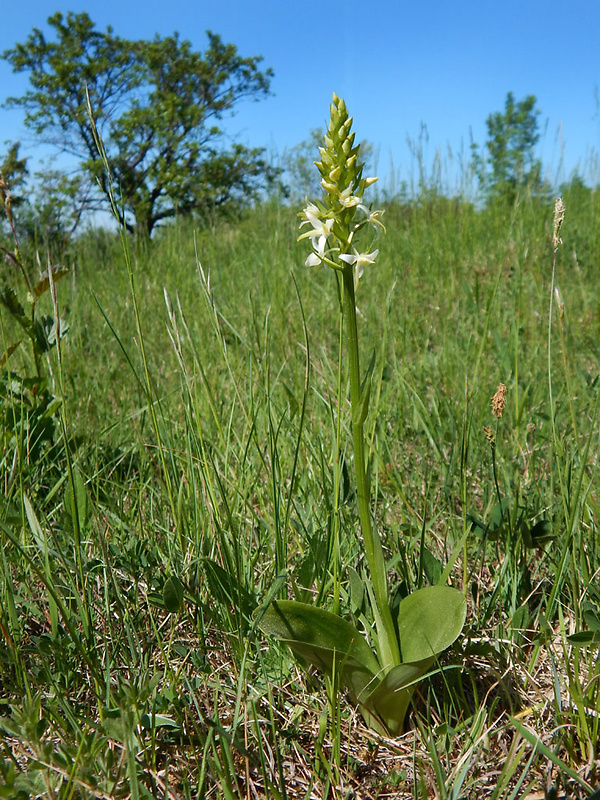 vemenník dvojlistý Platanthera bifolia (L.) Rich.