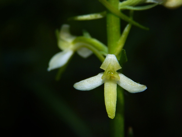 vemenník zelenkastý Platanthera chlorantha (Custer) Reinchenb.