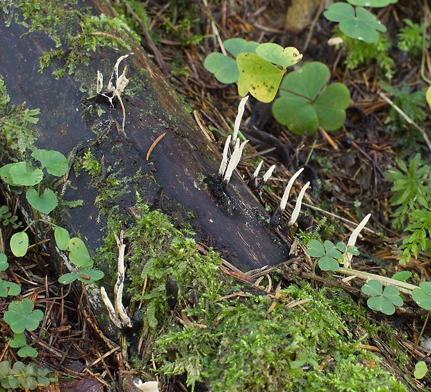 drevnatec parohatý Xylaria hypoxylon (L.) Grev.