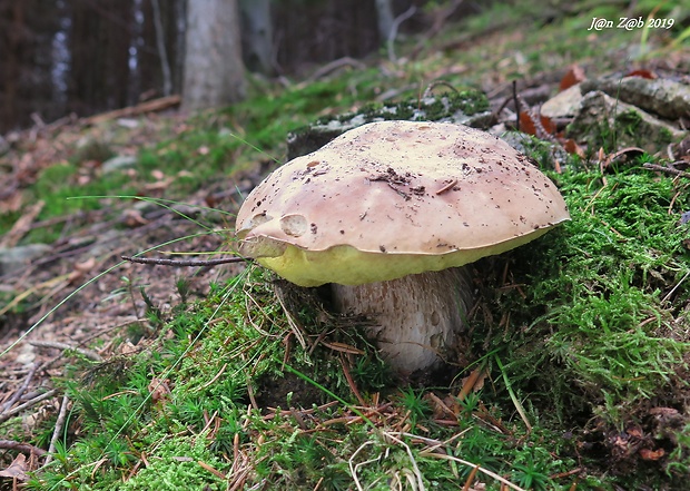 hríb smrekový Boletus edulis Bull.