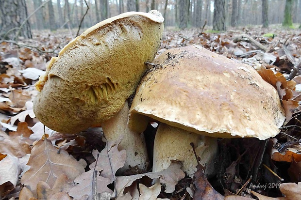 hríb smrekový Boletus edulis Bull.