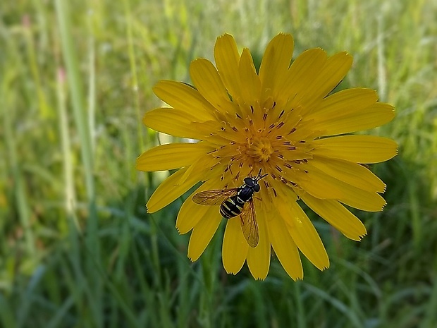 pestrica Chrysotoxum verralli