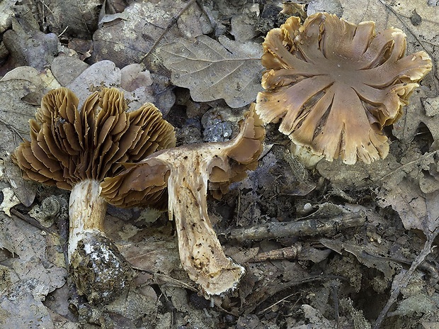 pavučinovec vláknový Cortinarius subfilamentosus Reumaux