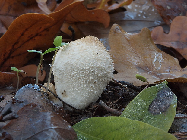 prášnica Lycoperdon sp.