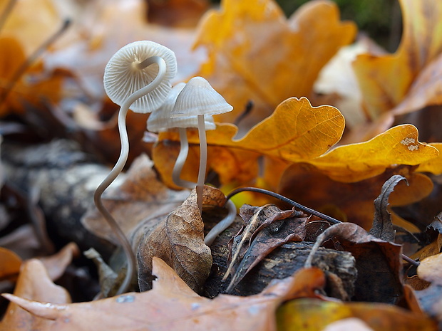 prilbička Mycena sp.