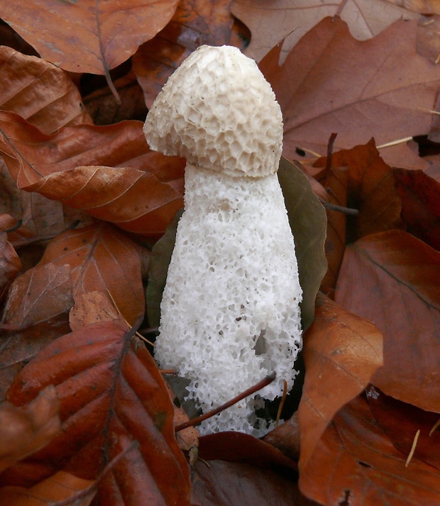 hadovka smradľavá Phallus impudicus L.