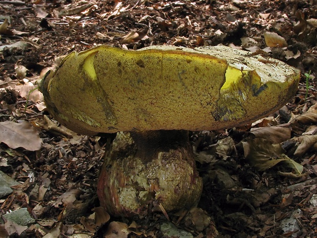 hríb satanský Rubroboletus satanas f. satanas (Lenz) Kuan Zhao & Zhu L. Yang