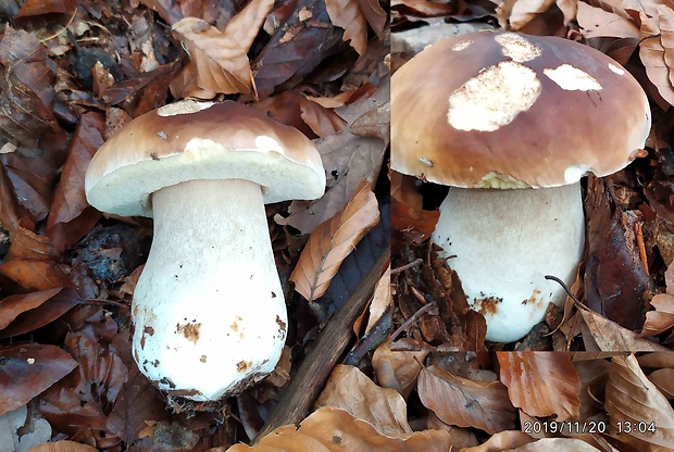 hríb smrekový Boletus edulis Bull.