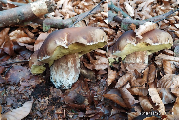 hríb smrekový Boletus edulis Bull.