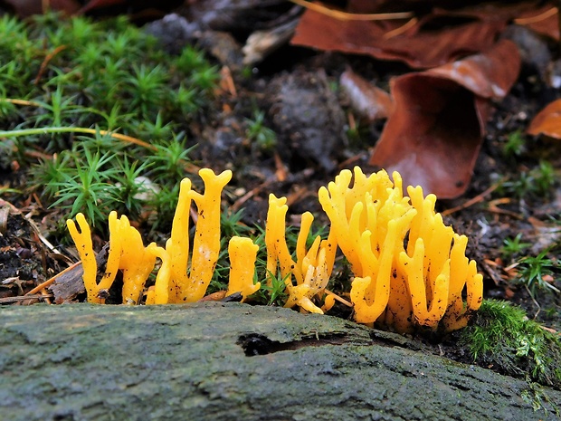 parôžkovec lepkavý Calocera viscosa (Pers.) Fr.