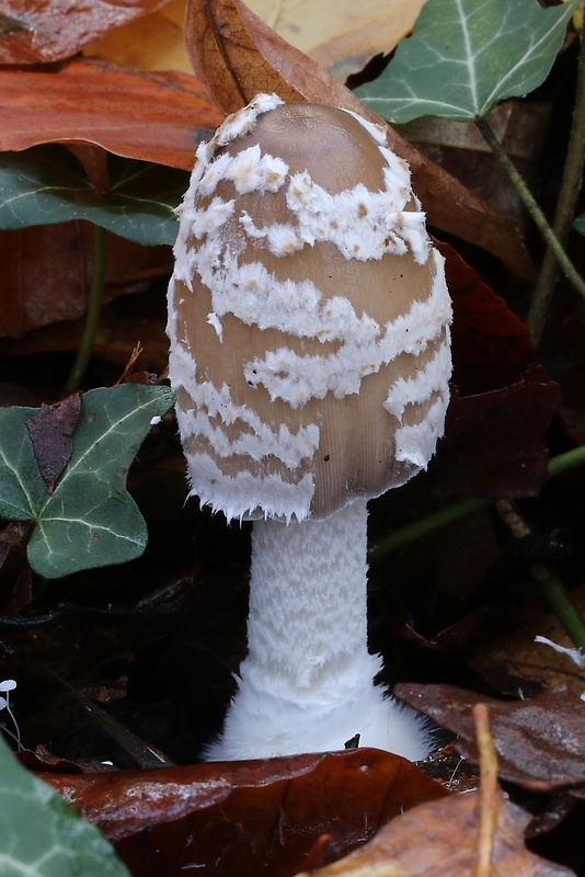 hnojník strakatý Coprinopsis picacea (Bull.) Redhead, Vilgalys & Moncalvo