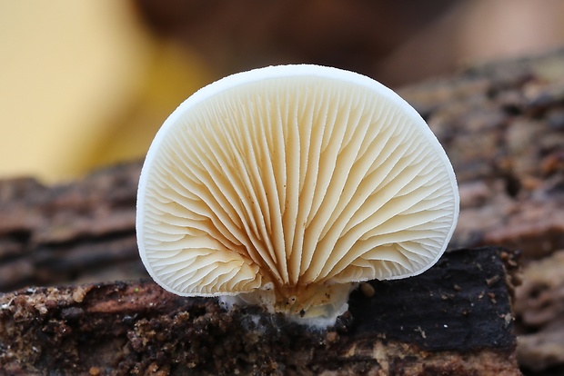 pahliva Crepidotus sp.