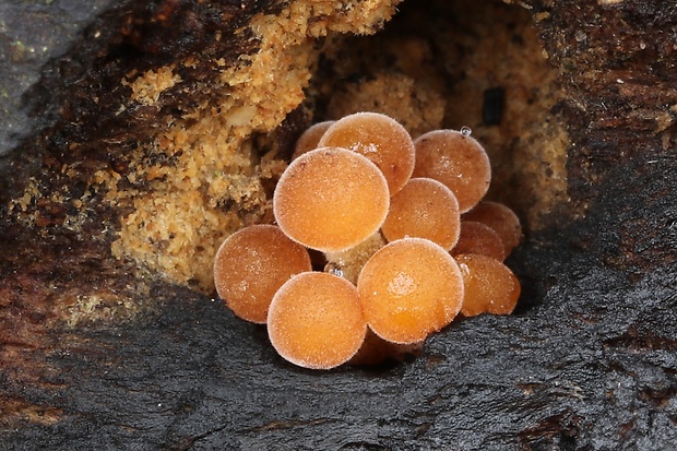 plamienka Flammulina sp.