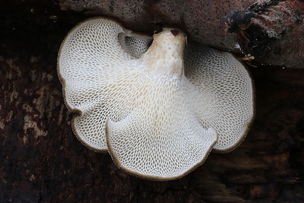 trúdnik plástovitý Lentinus arcularius (Batsch) Zmitr.