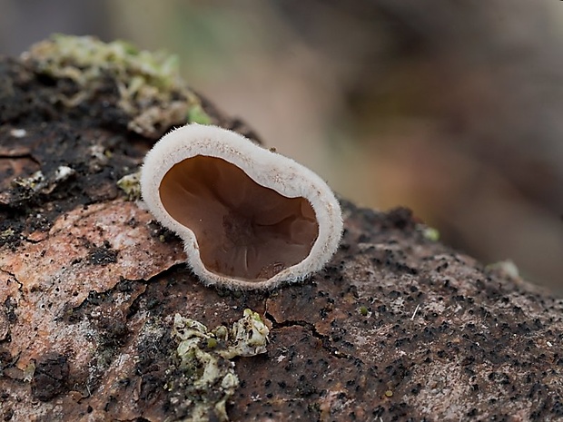 škľabka plstnatá Schizophyllum amplum (Lév.) Nakasone