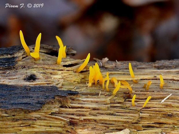 parôžkovec malý Calocera cornea (Fr.) Loud.