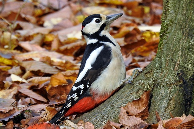 ďateľ veľký Dendrocopos major