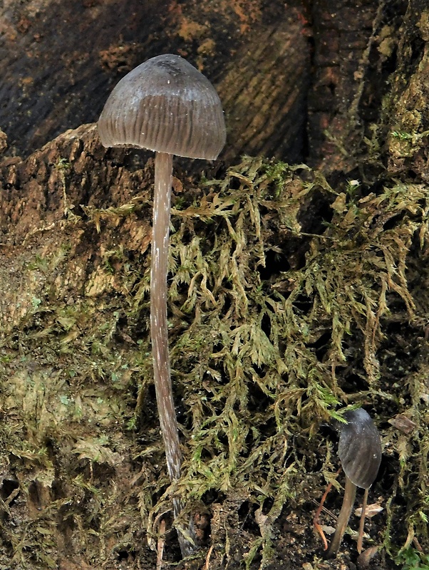 prilbička Mycena sp.