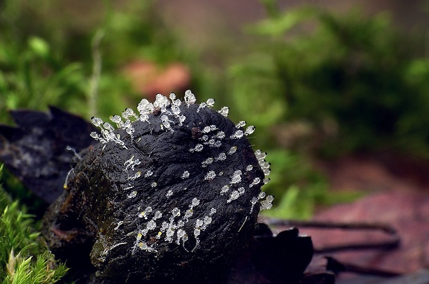 mrštec jagavý Pilobolus crystallinus (F.H. Wigg.) Tode