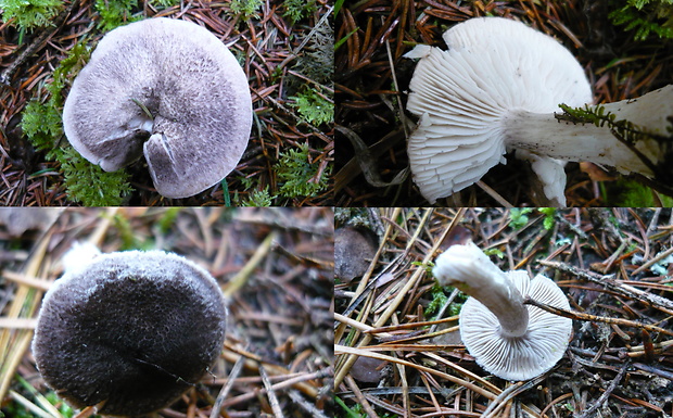 čírovka čiernošupinatá Tricholoma atrosquamosum Sacc.