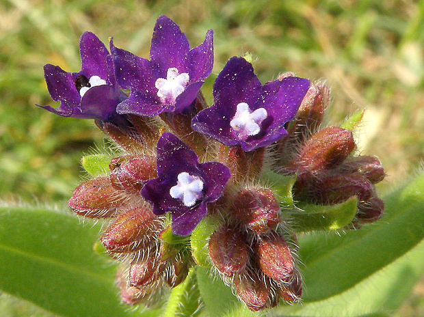 smohla lekárska Anchusa officinalis L.