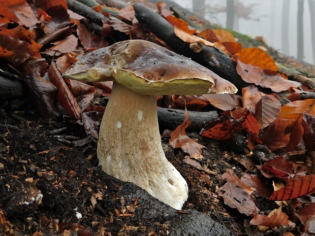 hríb smrekový Boletus edulis Bull.