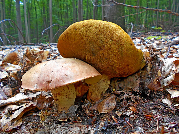 hríb príveskatý Butyriboletus appendiculatus (Schaeff. ex Fr.) Secr.