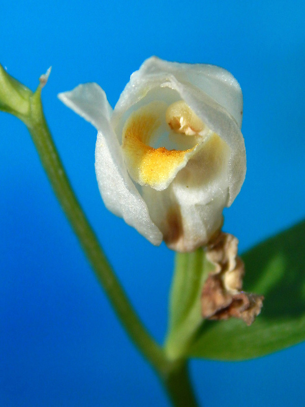 prilbovka biela Cephalanthera damasonium (Mill.) Druce