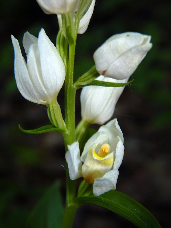 prilbovka biela Cephalanthera damasonium (Mill.) Druce