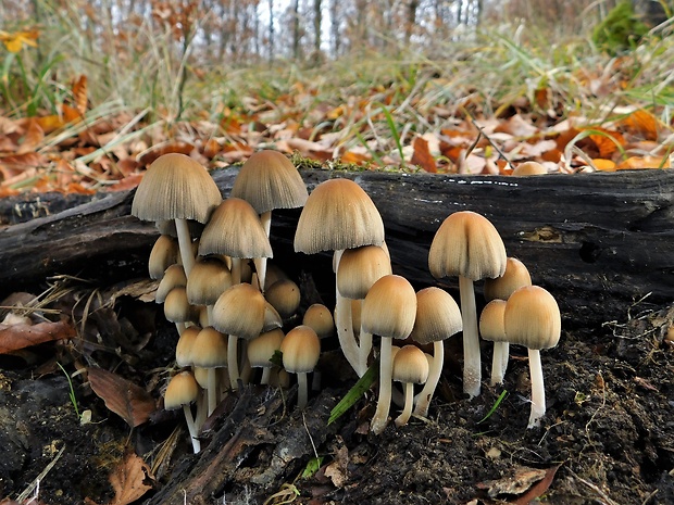 hnojník ligotavý Coprinellus micaceus (Bull.) Vilgalys, Hopple & Jacq. Johnson