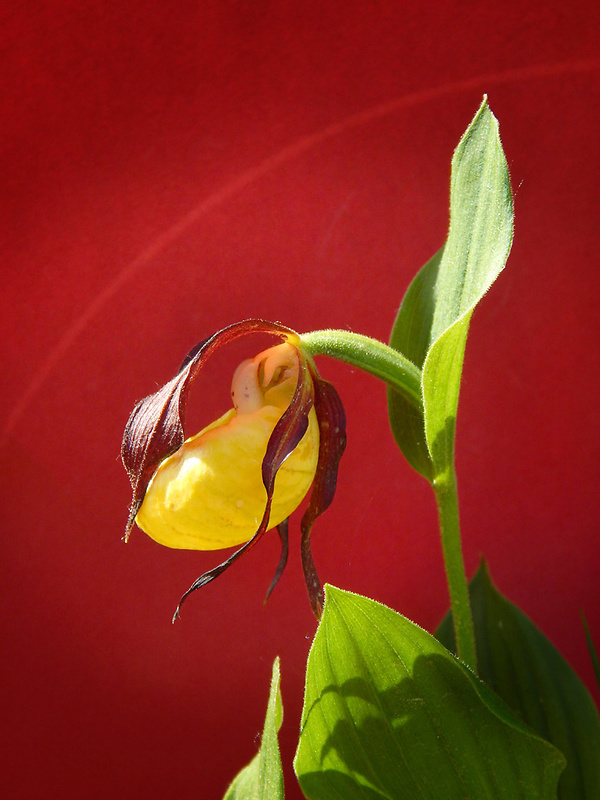 črievičník papučkový Cypripedium calceolus L.