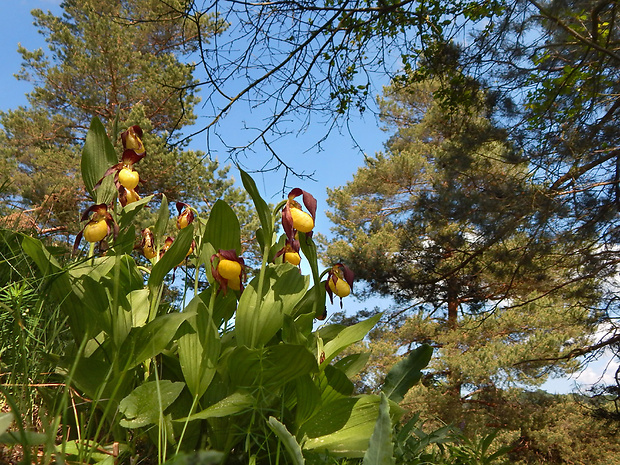 črievičník papučkový Cypripedium calceolus L.