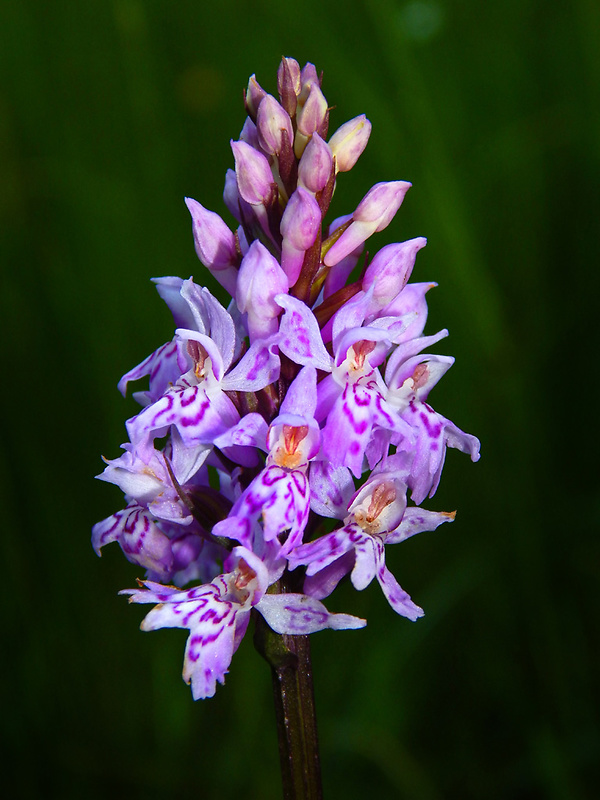 vstavačovec fuchsov pravý Dactylorhiza fuchsii subsp. fuchsii (Druce) Soó