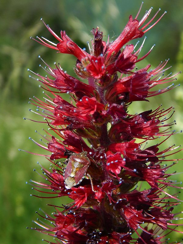 hadinec červený Echium russicum J. F. Gmel.