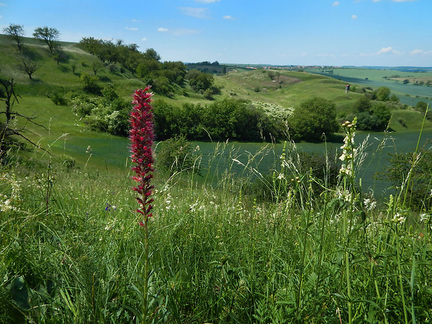 hadinec červený Echium russicum J. F. Gmel.