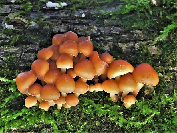 plamienka Flammulina sp.