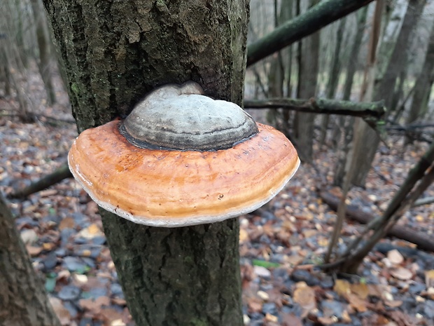 práchnovec kopytovitý Fomes fomentarius (L.) J.J. Kickx