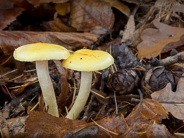 šťavnačka smrekovcová Hygrophorus lucorum Kalchbr.