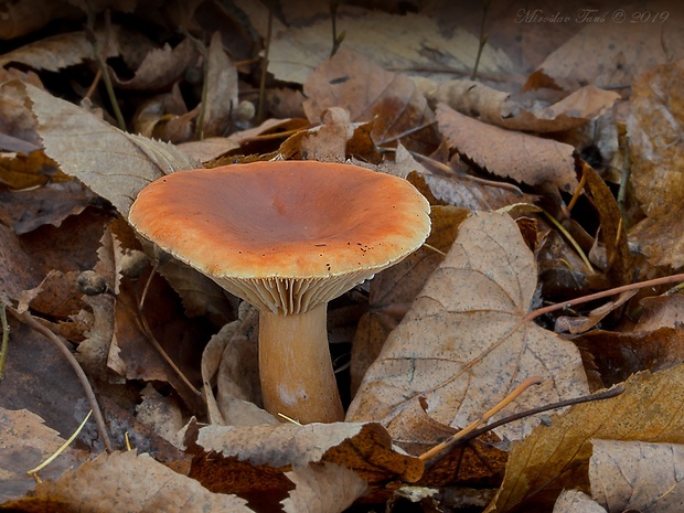 rýdzik hrdzavý Lactarius fulvissimus Romagn.