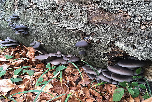 hliva ustricovitá Pleurotus ostreatus (Jacq.) P. Kumm.