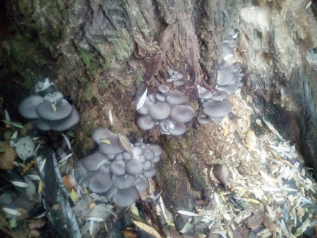 hliva ustricovitá Pleurotus ostreatus (Jacq.) P. Kumm.