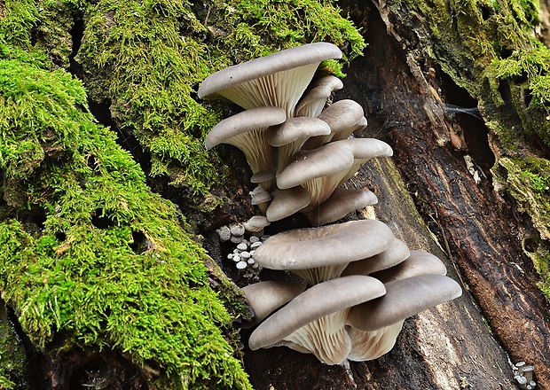 hliva ustricovitá Pleurotus ostreatus (Jacq.) P. Kumm.