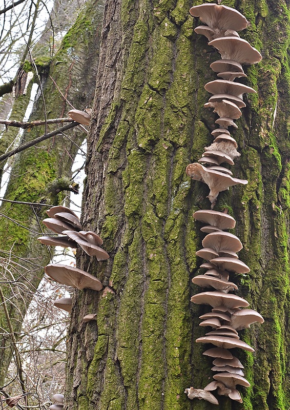 hliva ustricovitá Pleurotus ostreatus (Jacq.) P. Kumm.