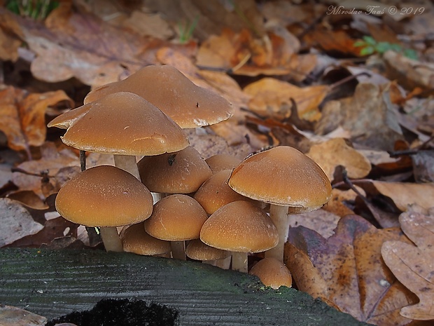 drobuľka vodomilná Psathyrella piluliformis (Bull.) P.D. Orton