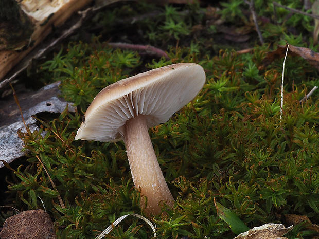 peniazovka maslová Rhodocollybia butyracea (Bull.) Lennox